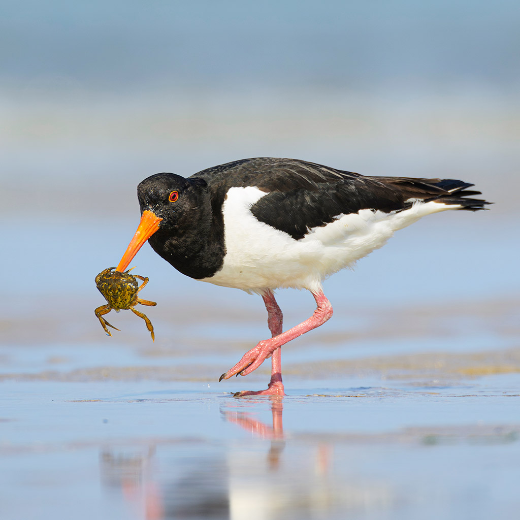 Ein Austernfischer-Vogel mit einer Strandkrabbe im Schnabel stolziert über den Strand.