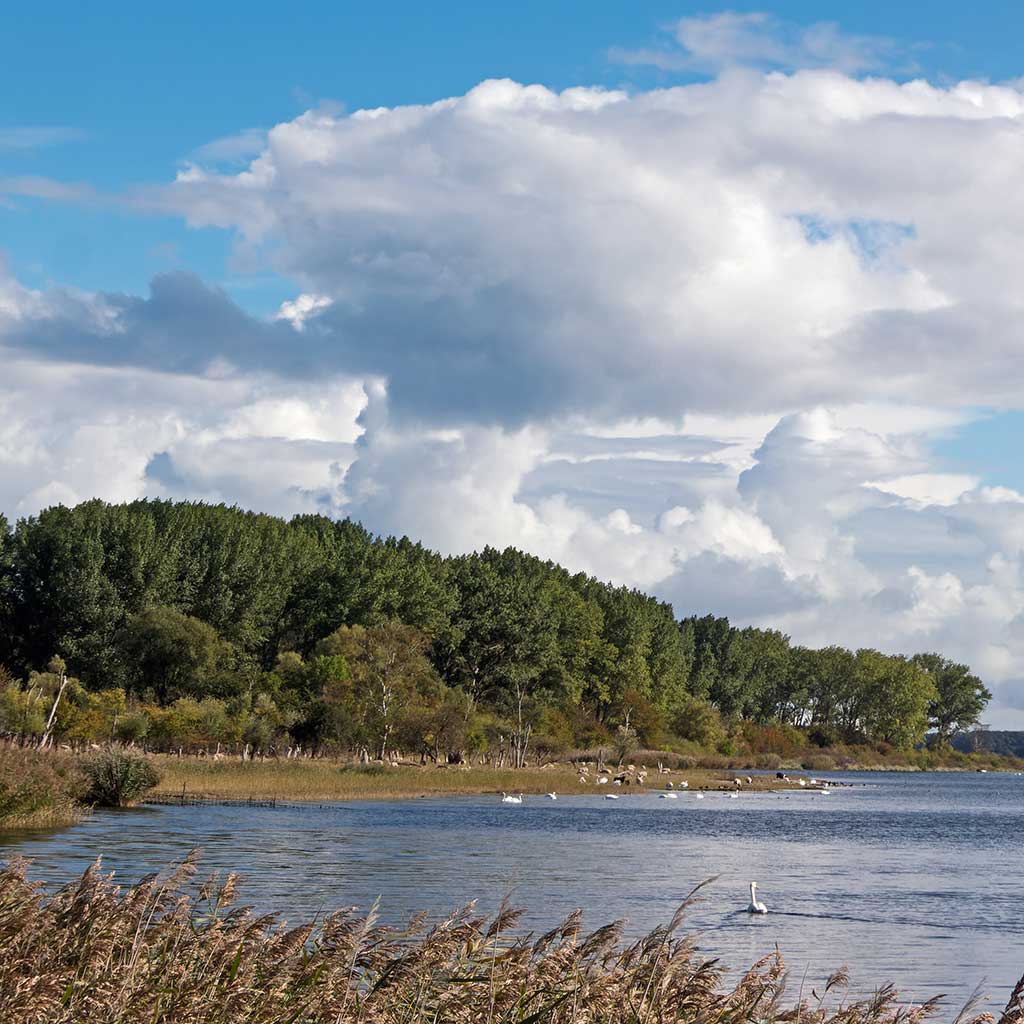Das Naturschutzgebiet Priwall ist Heimat für Wasservögel und Wildtiere.