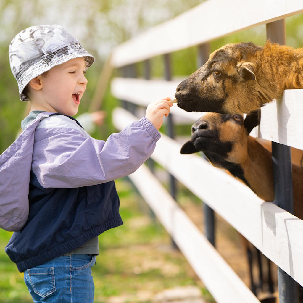 Kind freut sich beim Ziegenfüttern in einem Streichelzoo.