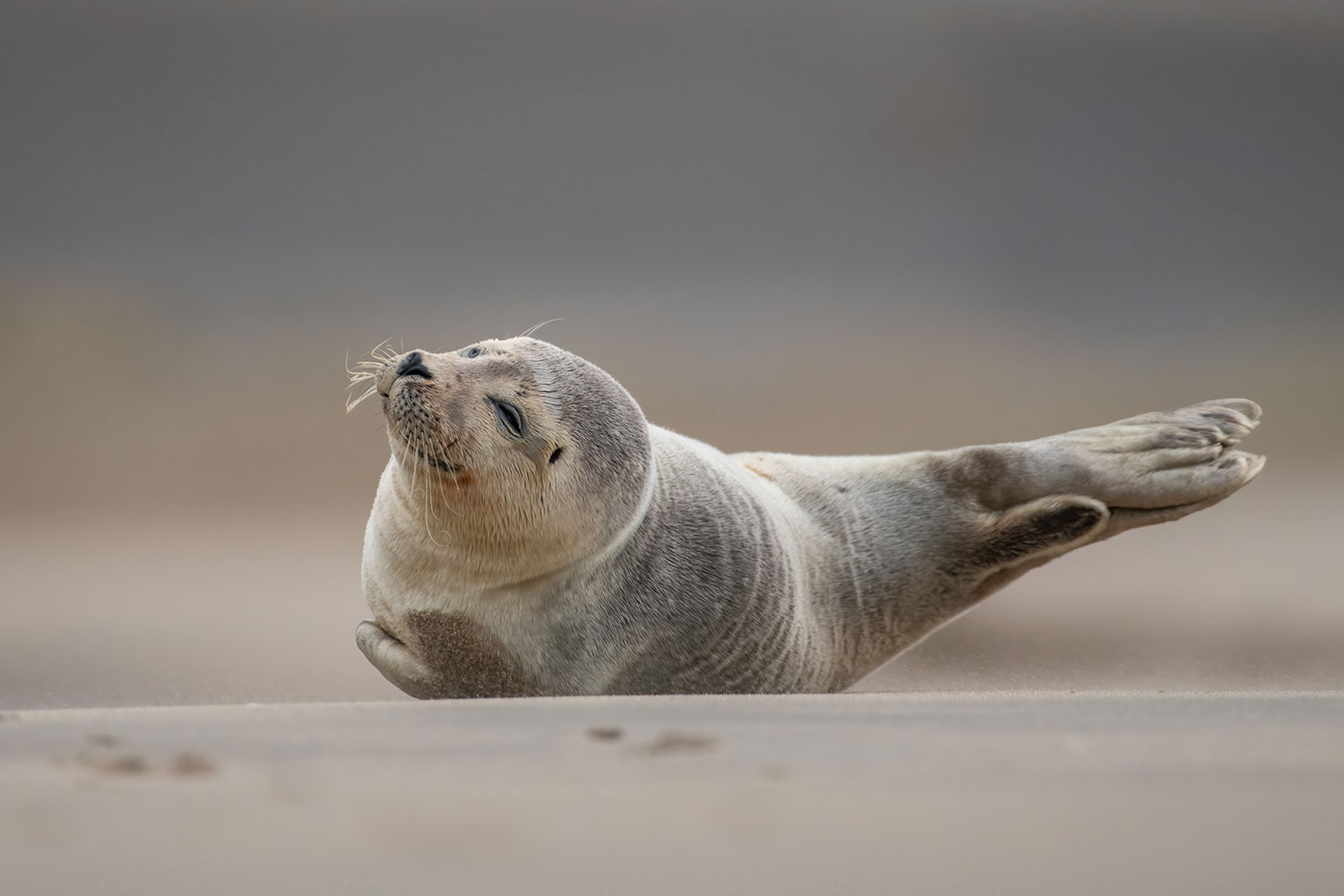 Seehund dreht sich am Strand