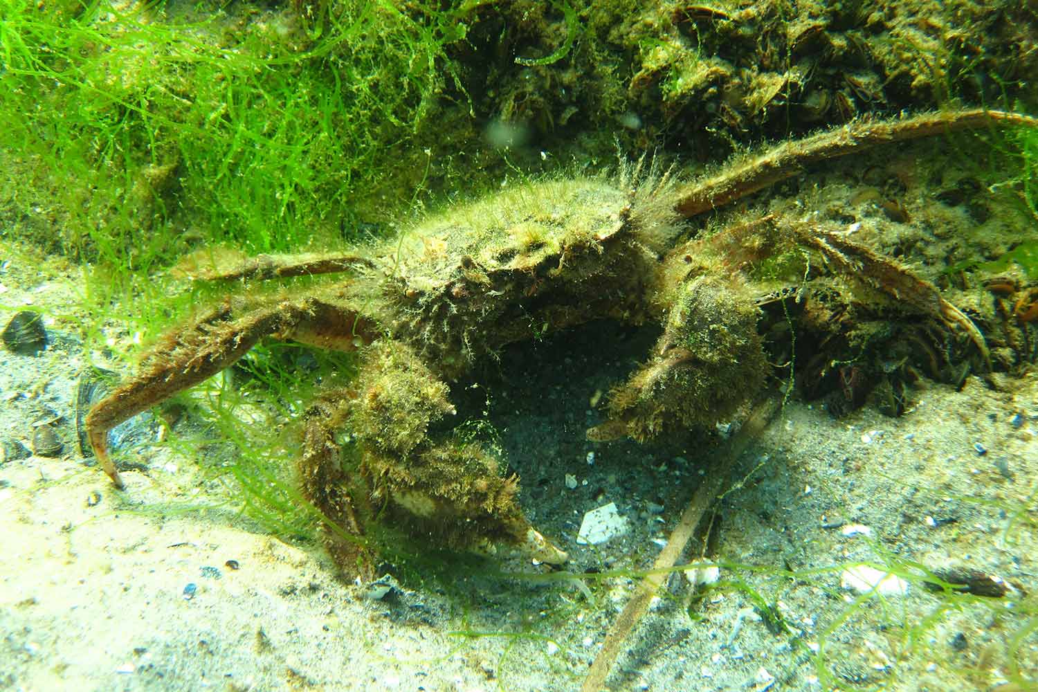Krabbe in der Ostsee