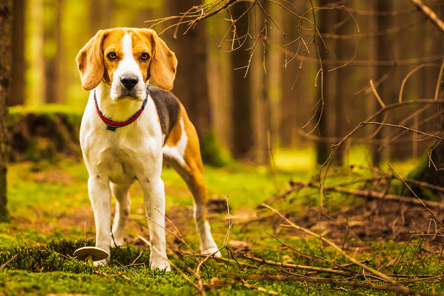 Beagle steht im Hundewald Glücksburg