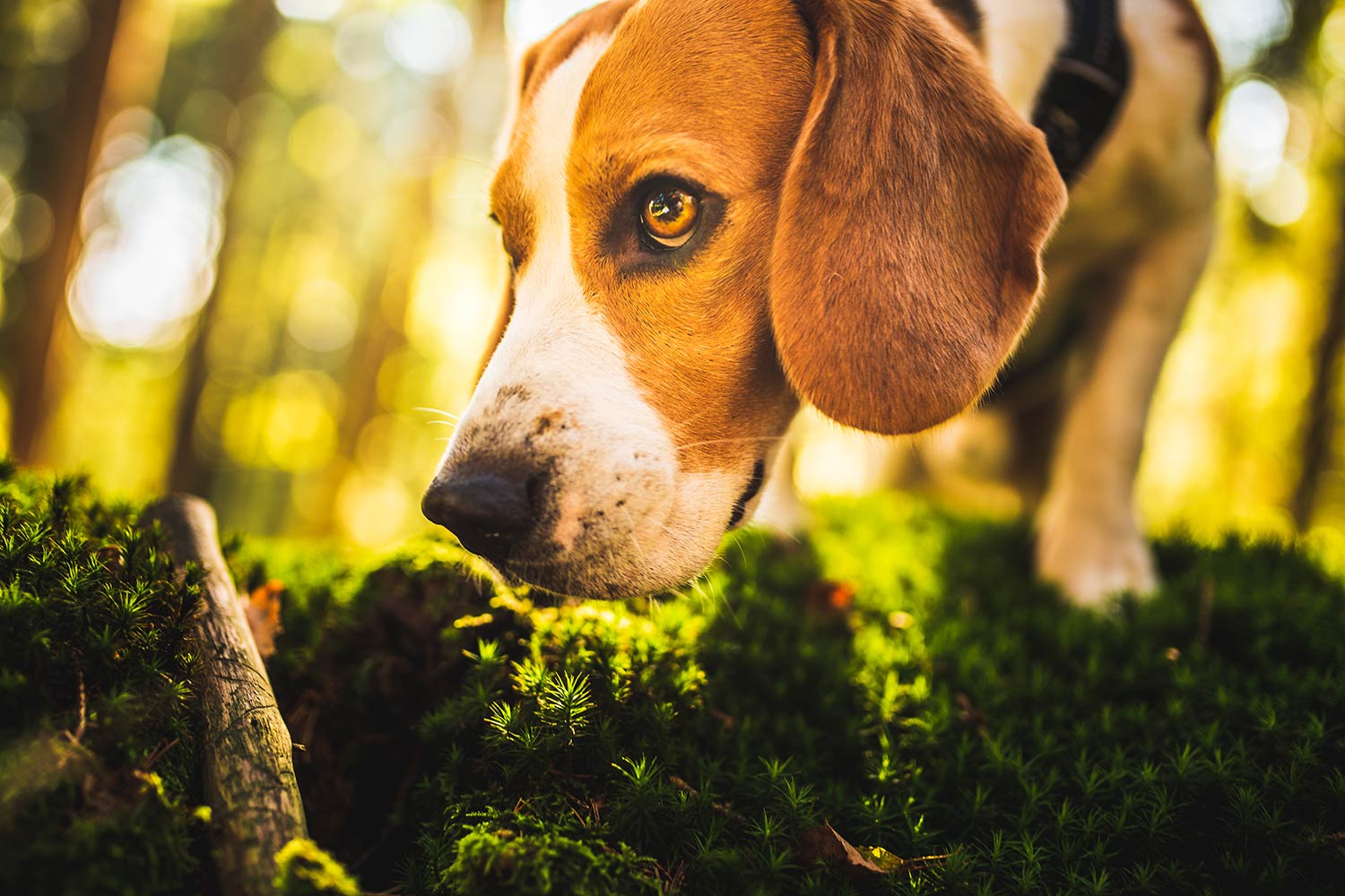 Beagle schnüffelt im Hundewald Glücksburg.