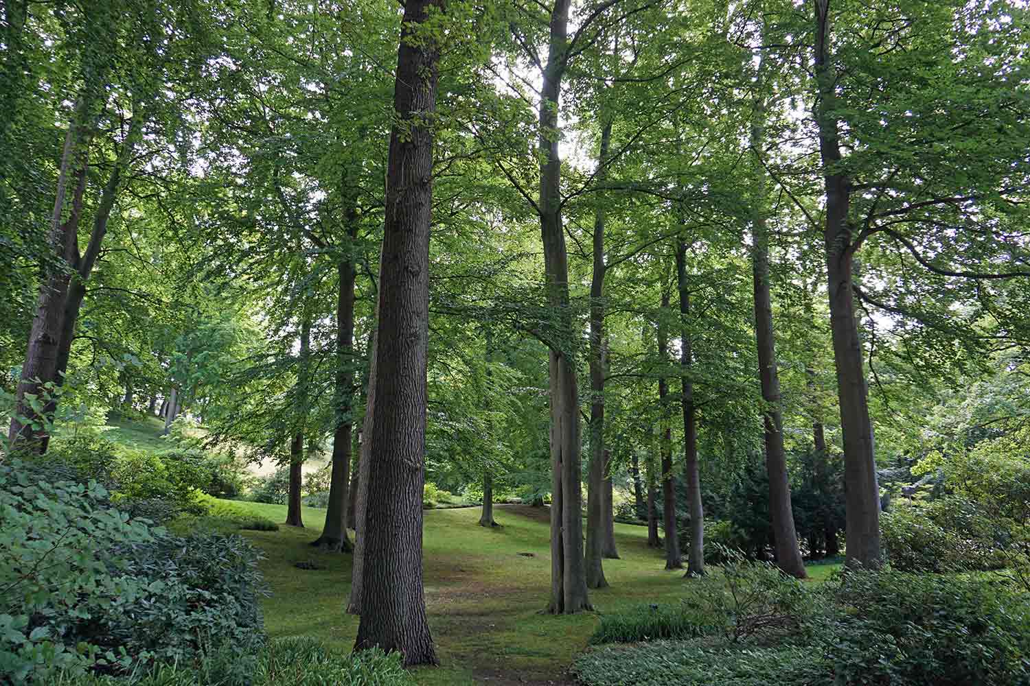 Kurpark Malente mit Bäumen