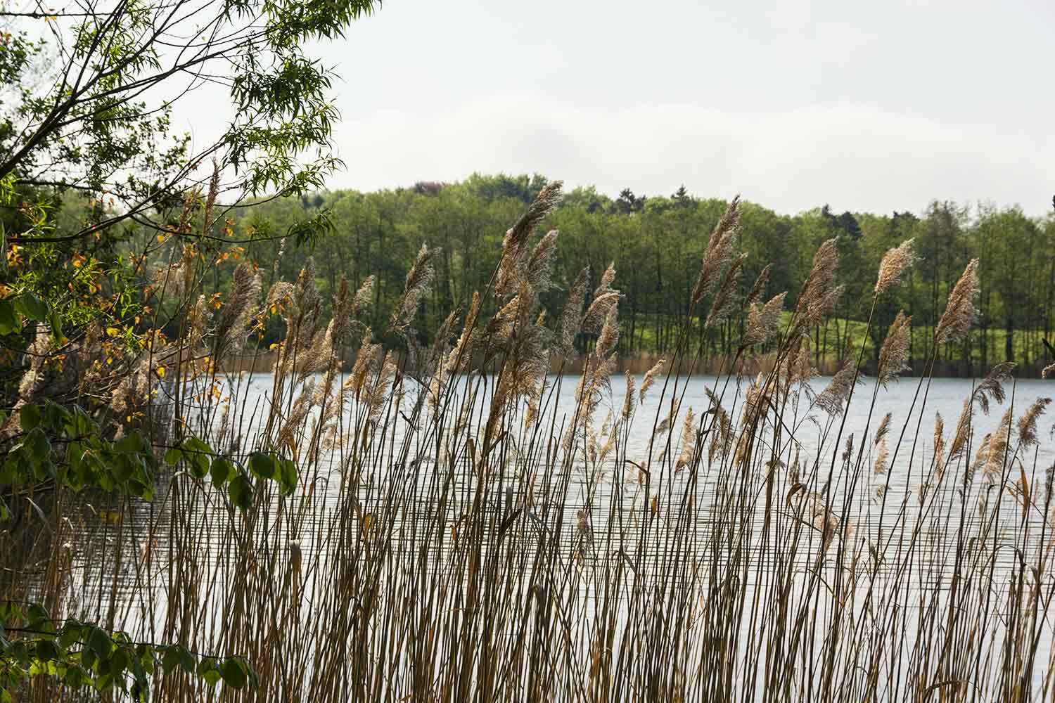 Der Pönitz See