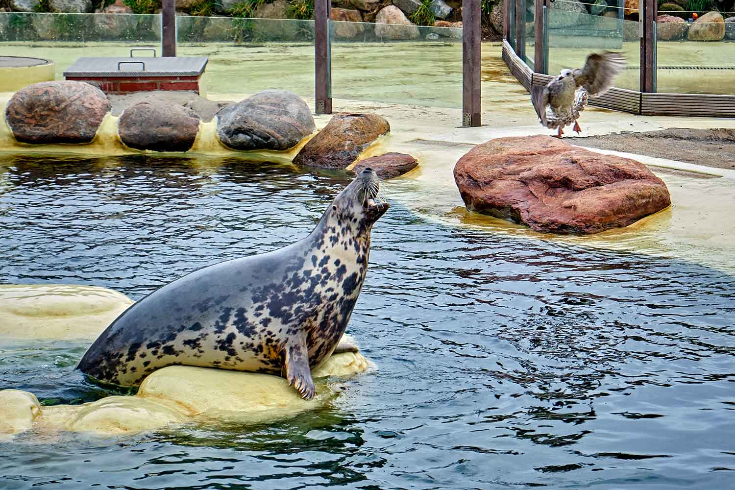 Tierische Begegnung: Ein Seehund sitzt am Beckenrand in der Seehundstation Friedrichskoog, während eine Möwe herabfliegt.