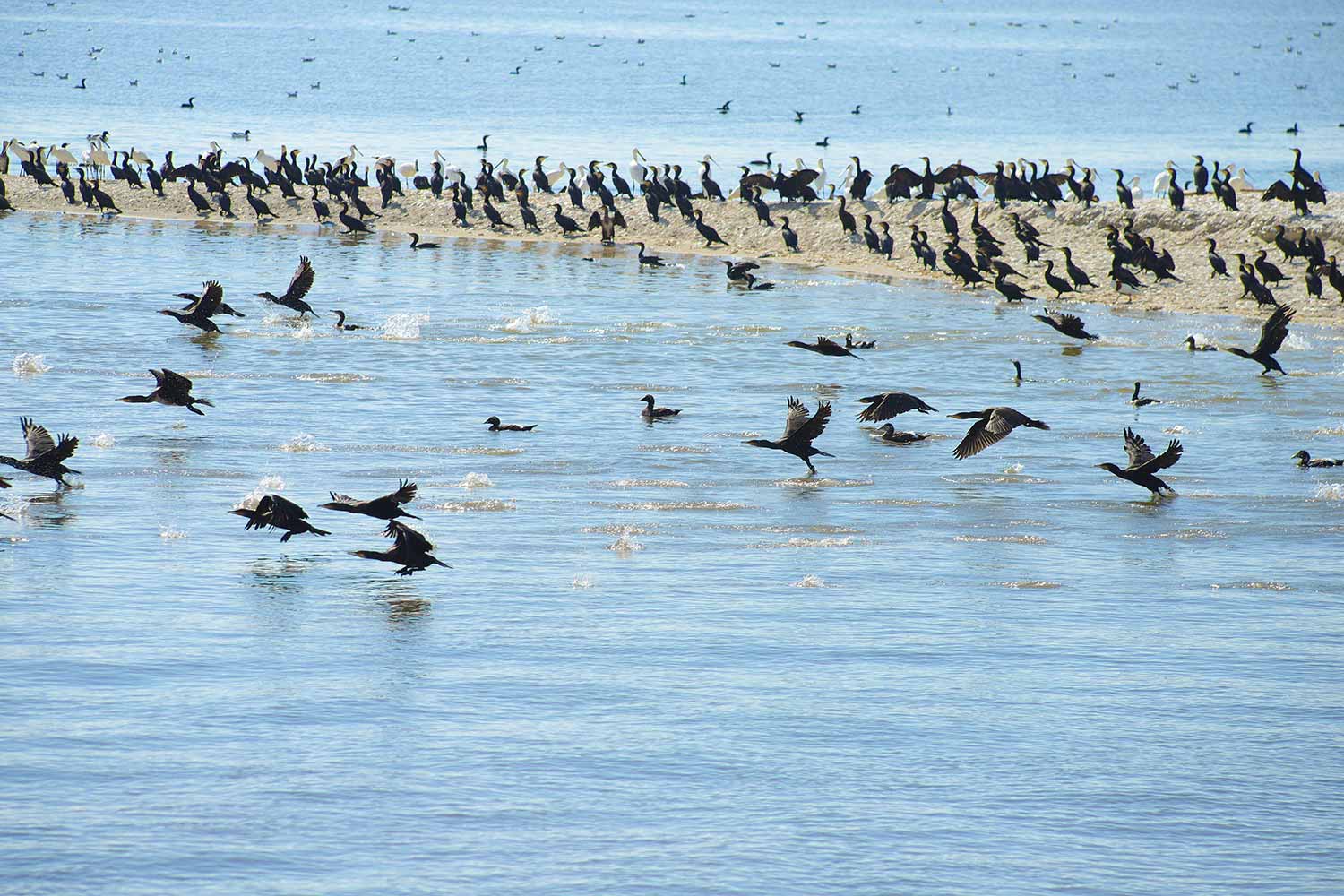 Kormorane und Löffler auf der Nordseeinsel Trischen vor Friedrichskoog.