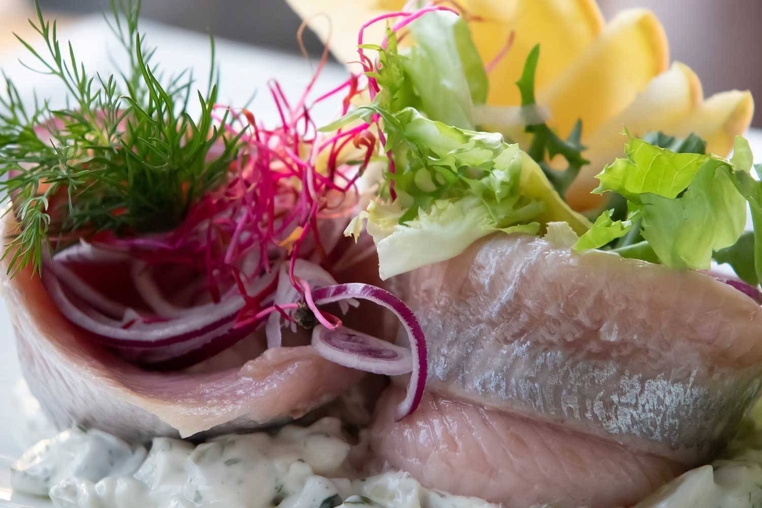 Matjes, ansprechend angerichtet mit Salat
