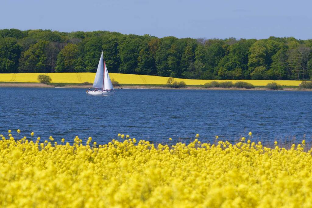 Segelboot auf der Schlei, deren Ufer gelbe Rapsfelder säumen.