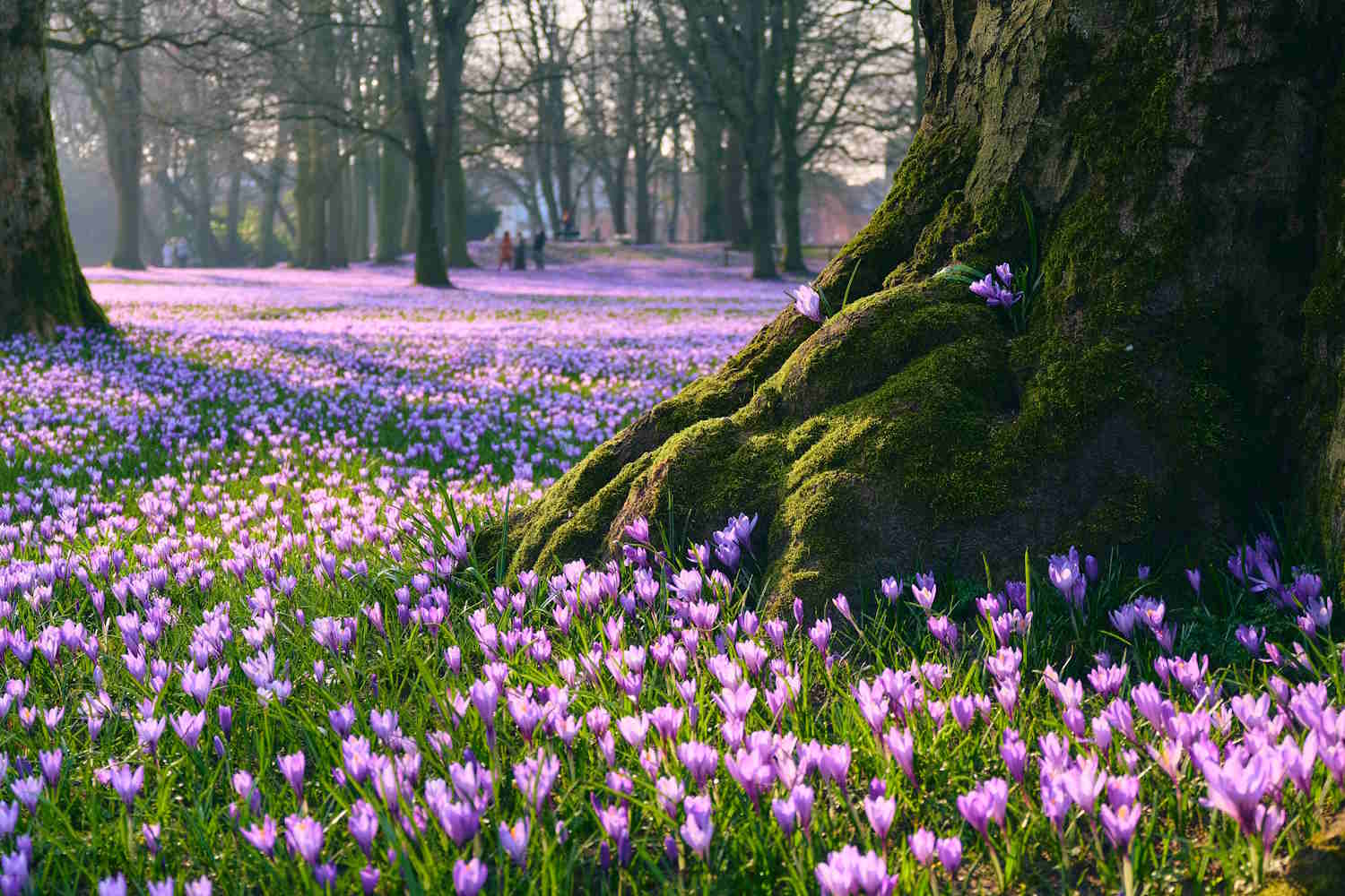 Krokusblüte mit Baumstamm