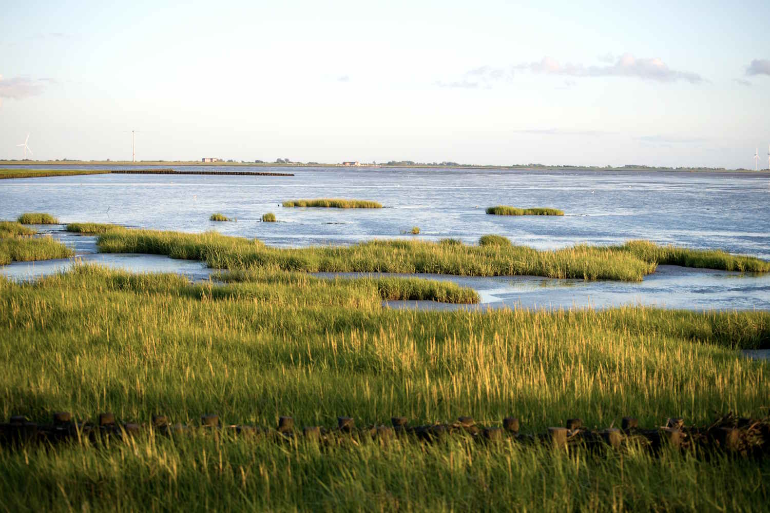 Husumer Bucht Salzwiese