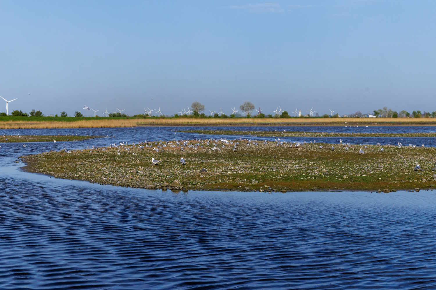 Wasservogelreservat Wallnau auf Fehmarn